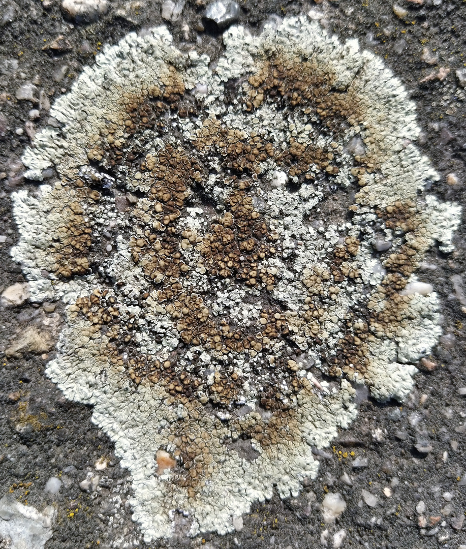 Lecanora muralis 2