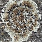 Lecanora muralis 2