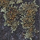 Lecanora muralis?