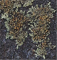 Lecanora muralis?