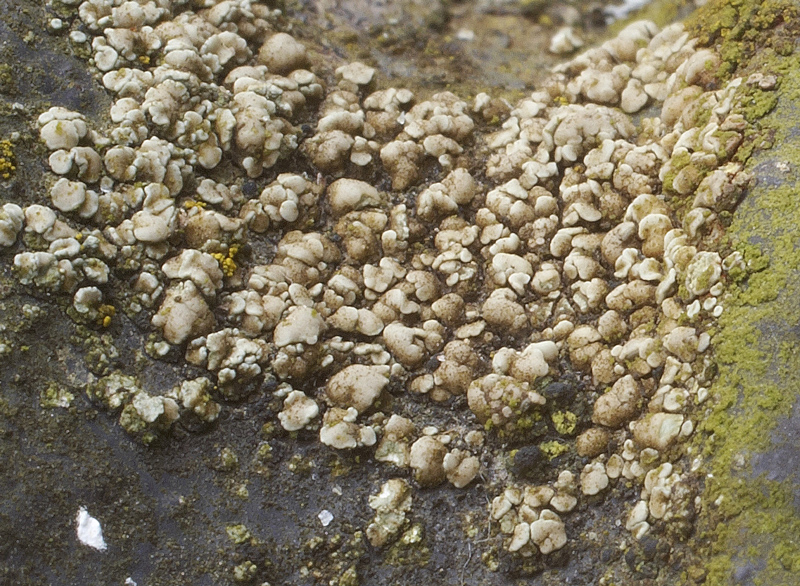 Lecanora polytropa