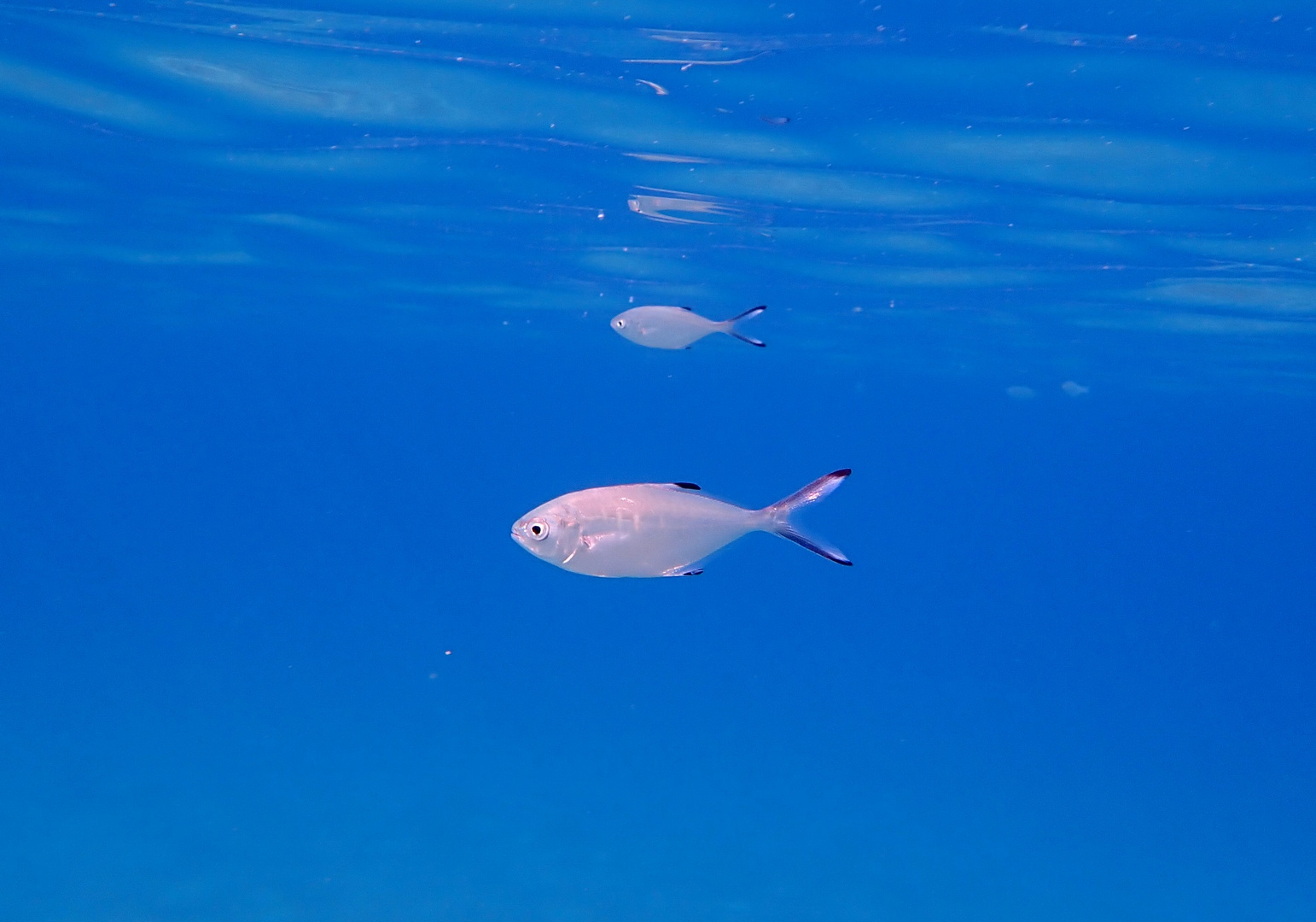 Leccia stella (Trachinotus ovatus)