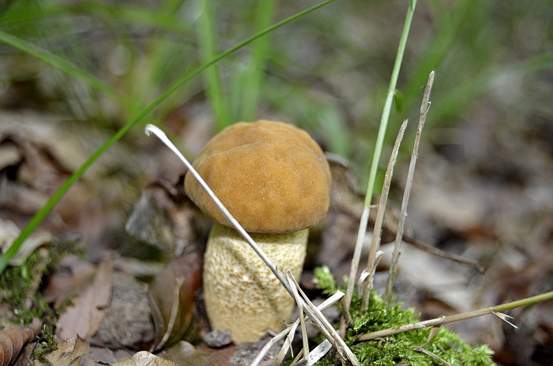 Leccinellum crocipodium