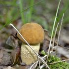 Leccinellum crocipodium