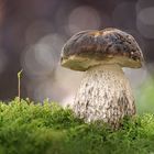 -Leccinum-