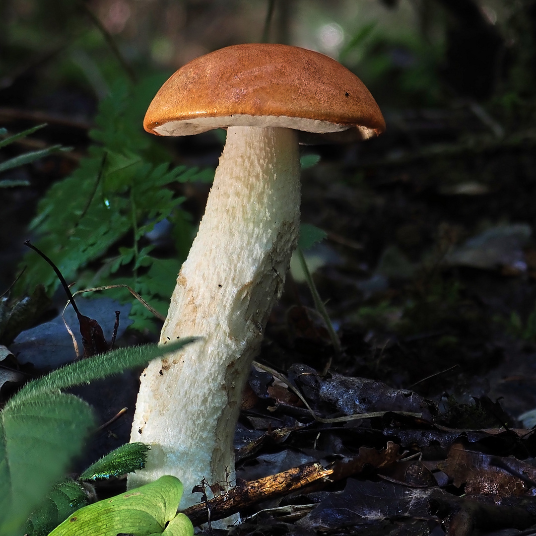 Leccinum aurantiacum