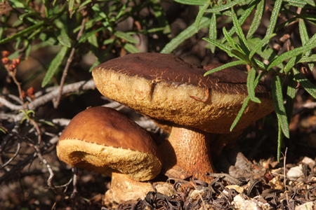 Leccinum corsicum - Funghi - Sardegna