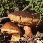 Leccinum corsicum - Funghi - Sardegna