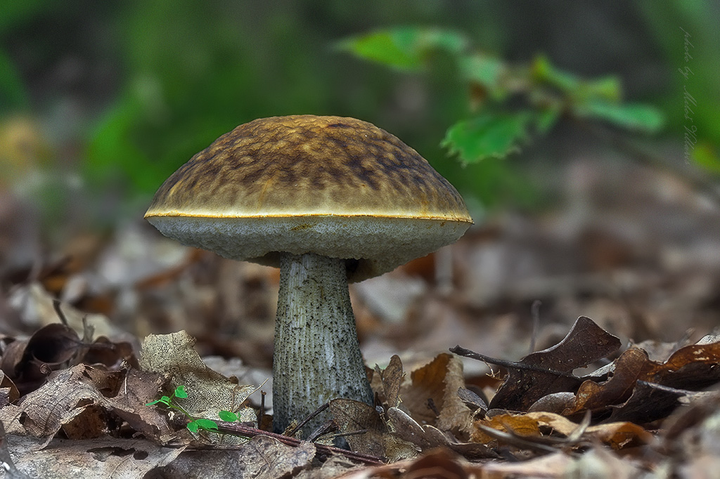 Leccinum pseudoscabrum