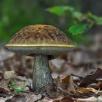 Leccinum pseudoscabrum