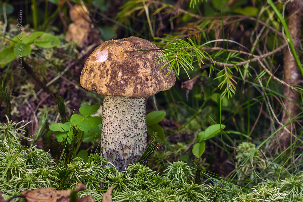 Leccinum scabrum 