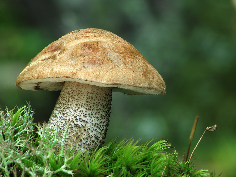 Leccinum scabrum