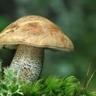 Leccinum scabrum