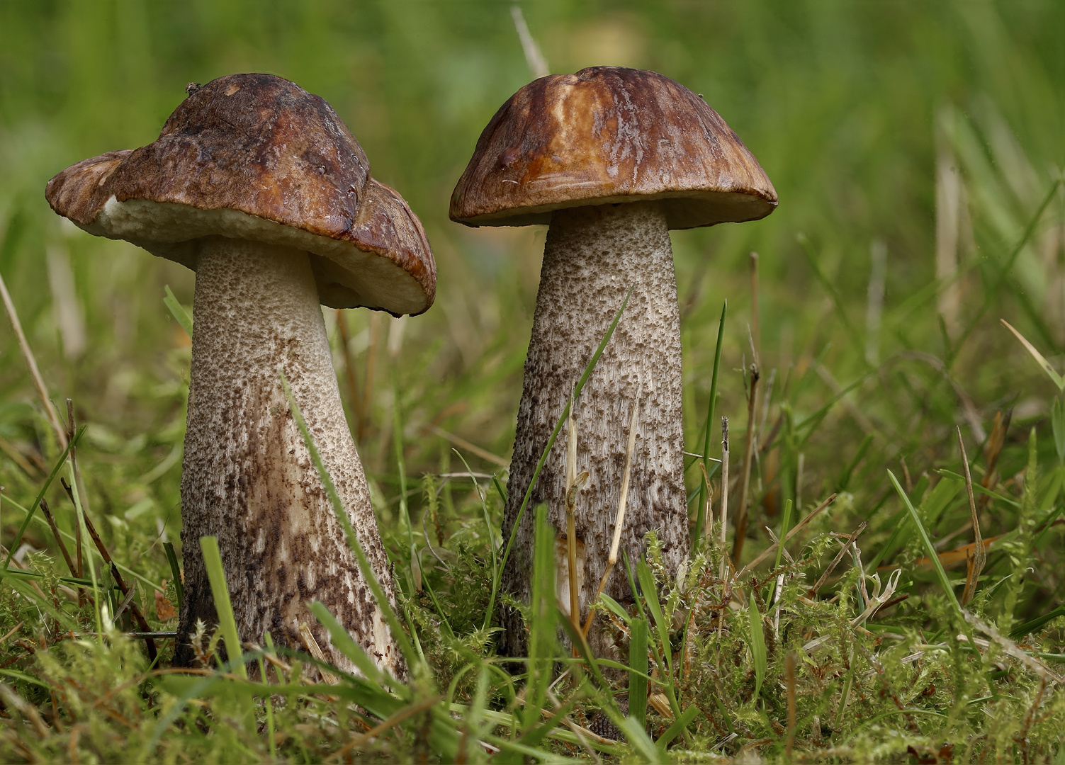 Leccinum scabrum