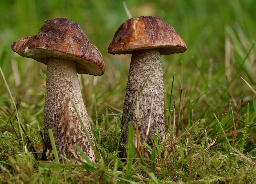 Leccinum scabrum