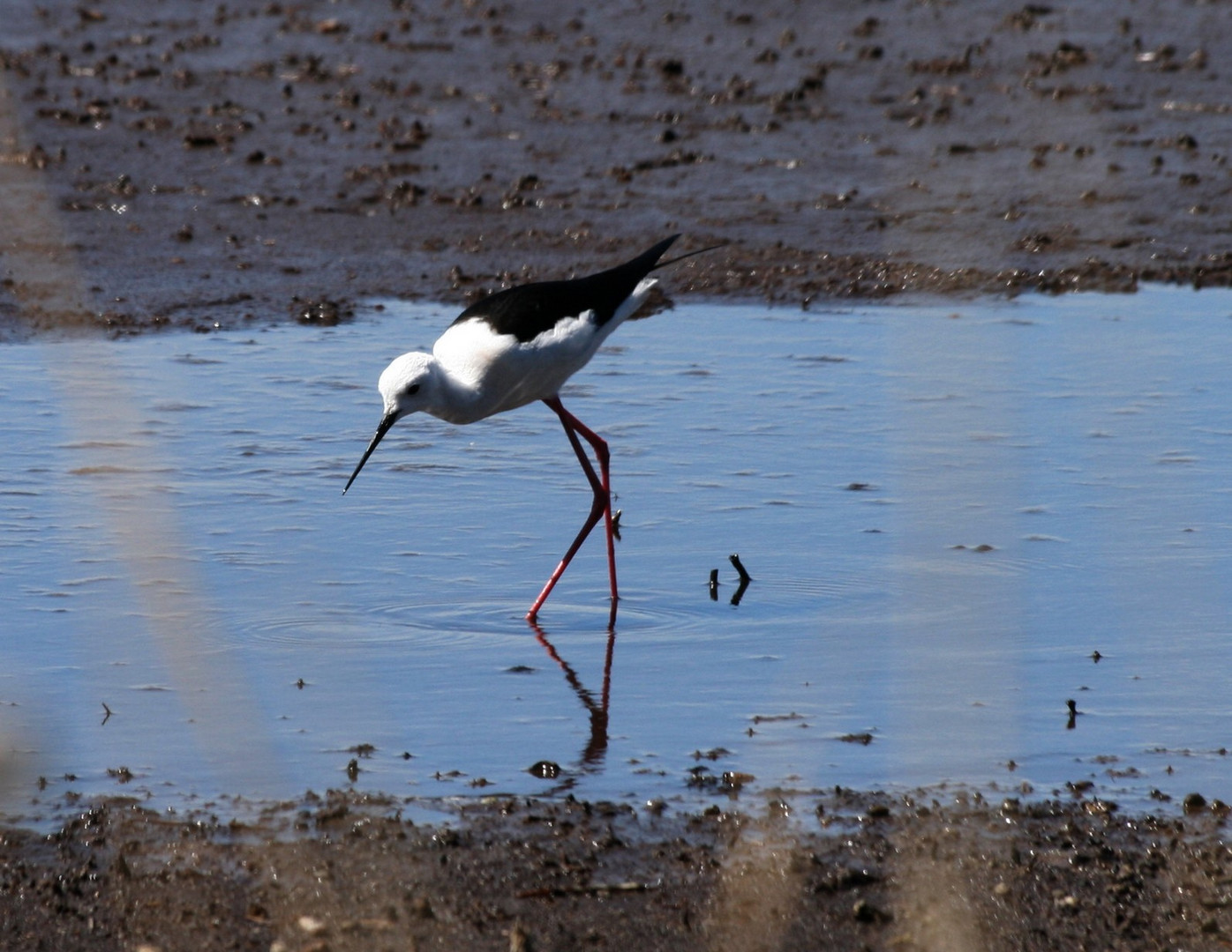 l'échasse blanche