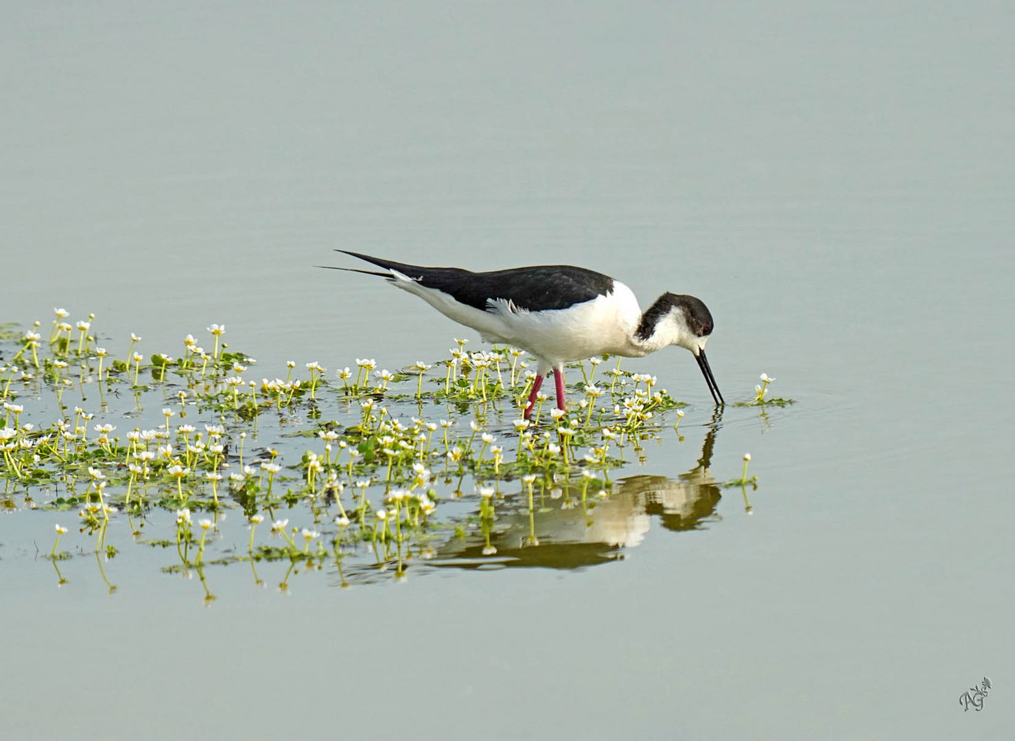 L'échasse blanche au marais