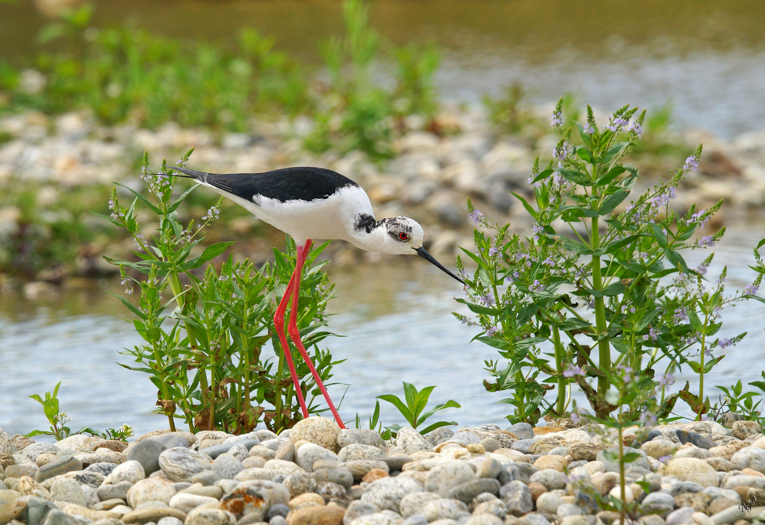 L'échasse blanche au marais