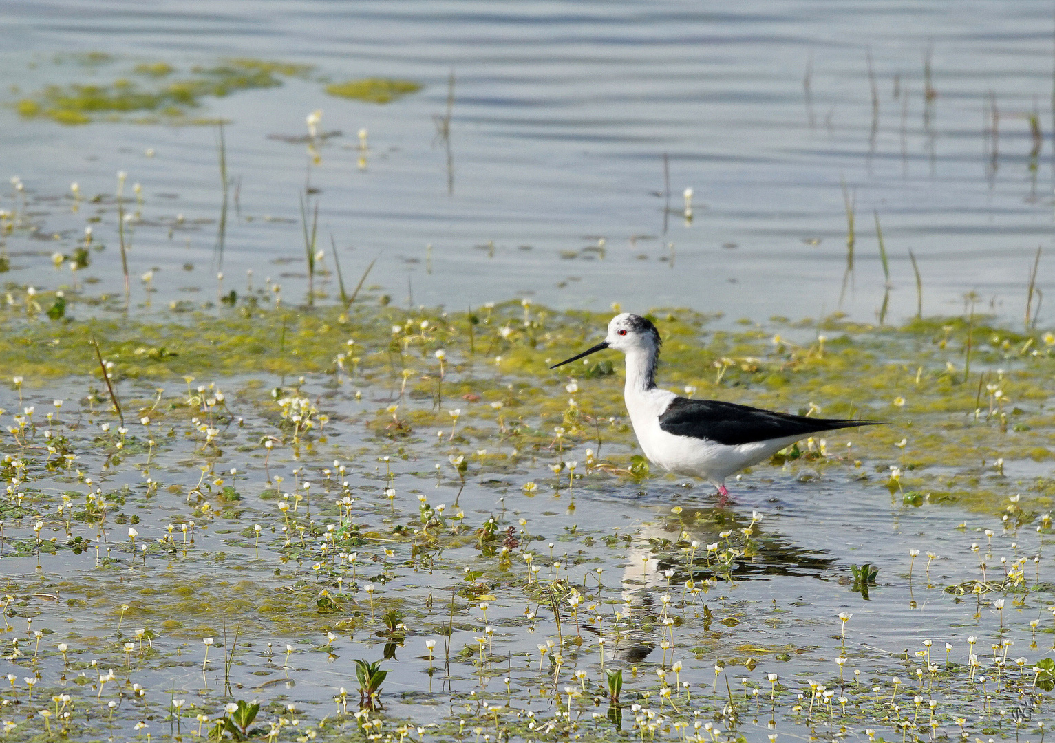 L'échasse blanche au marais