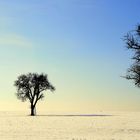 L'échelle et les trois arbres ou bien trois arbres et une échelle ?