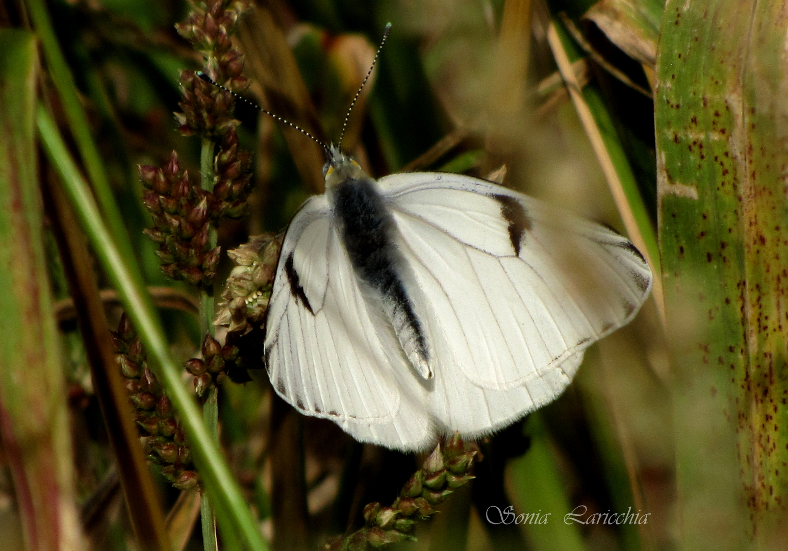 lechera argentina