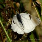 lechera argentina