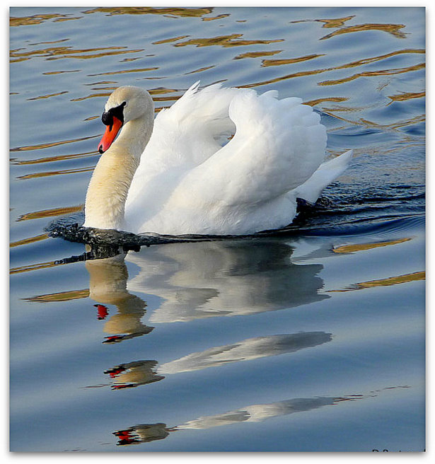 l'echo d'un cygne....