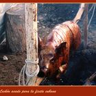 Lechón asado