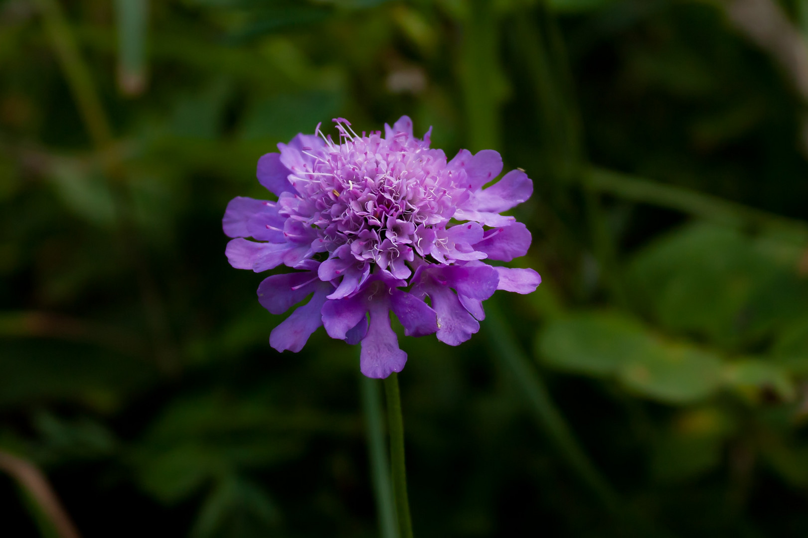 Lechtaler Blümchen