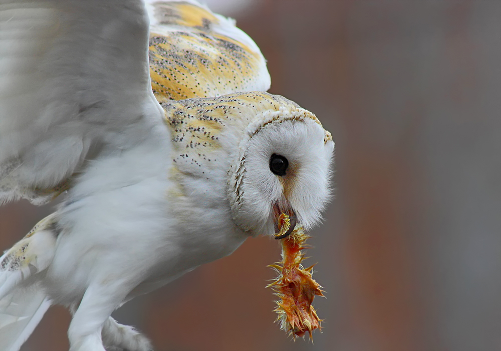 Lechuza (Tyto alba)