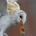 Lechuza (Tyto alba)