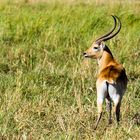 Lechwe