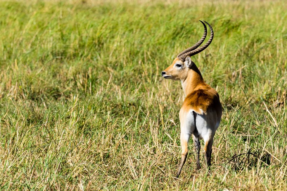 Lechwe