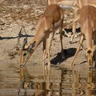 Lechwe am Chobe, Namibia.