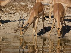 Lechwe am Chobe, Namibia.