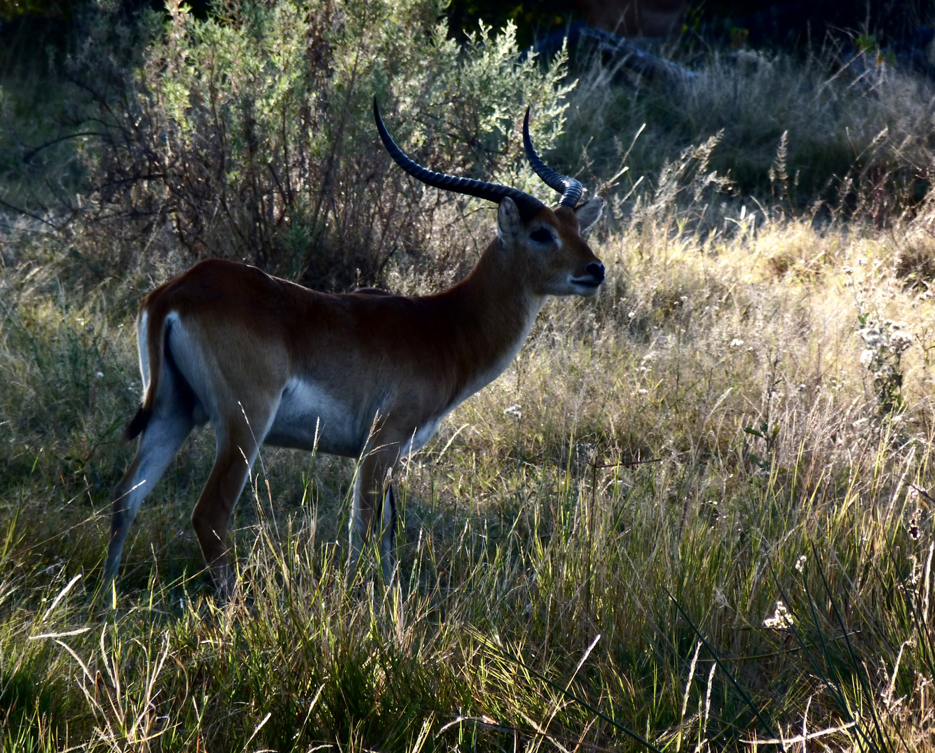 Lechwe-Antilope in der Abenddämmerung