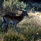 Lechwe-Antilope in der Abenddämmerung