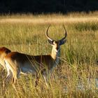 Lechwe Antilopen.