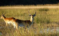 Lechwe Antilopen.