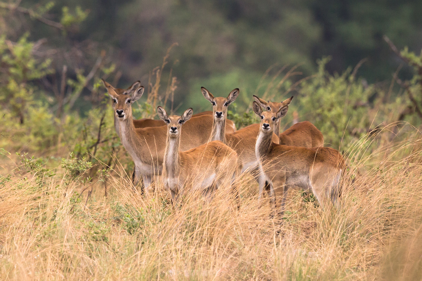 Lechwe Antilopen