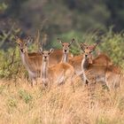 Lechwe Antilopen