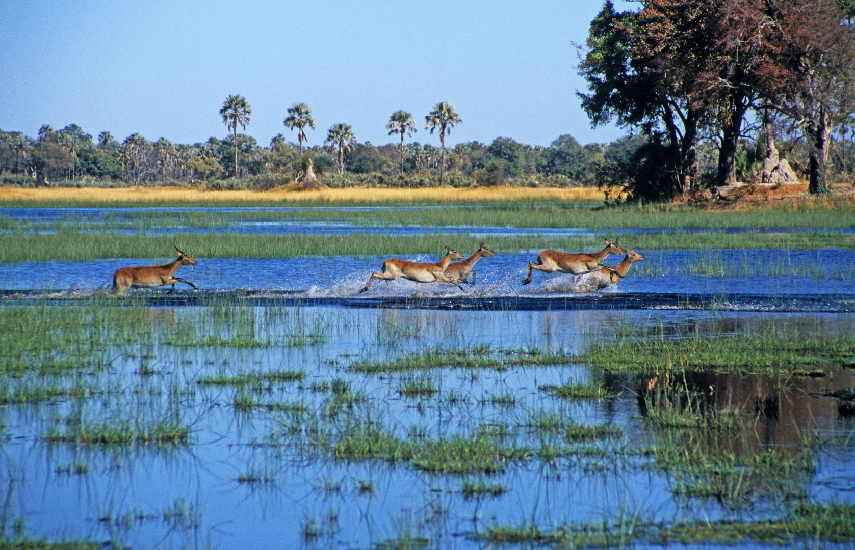 Lechwe-Antilopen, Moremi Game Reserve, Botswana