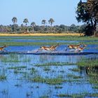 Lechwe-Antilopen, Moremi Game Reserve, Botswana