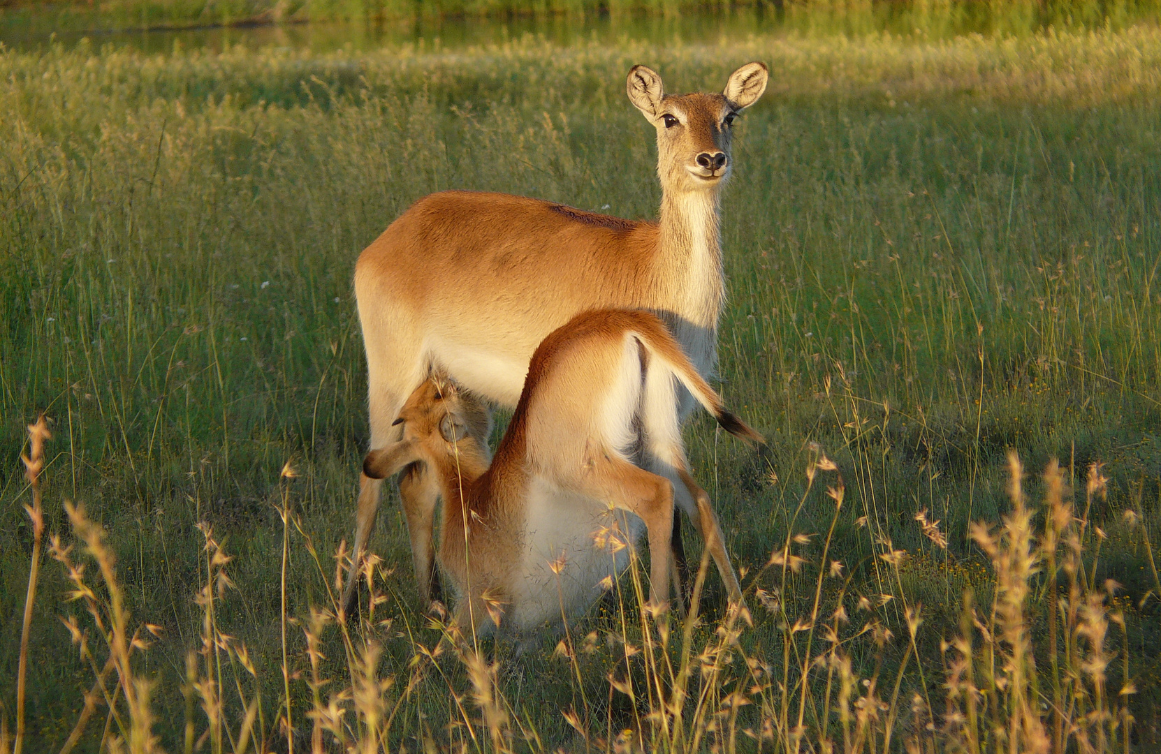 Lechwe Baby trinkt