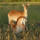 Lechwe Baby trinkt