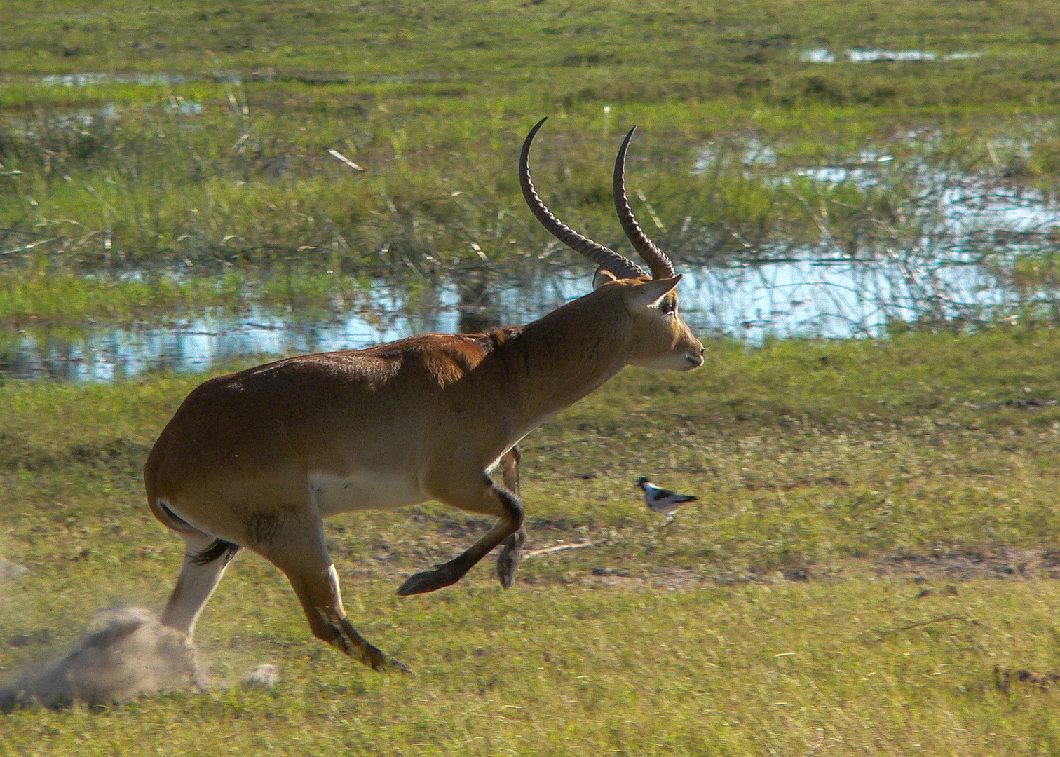 Lechwe - Bock 