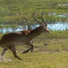 Lechwe - Bock 