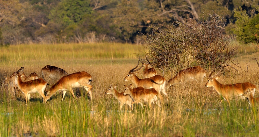 Lechwe