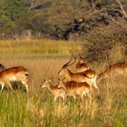 Lechwe