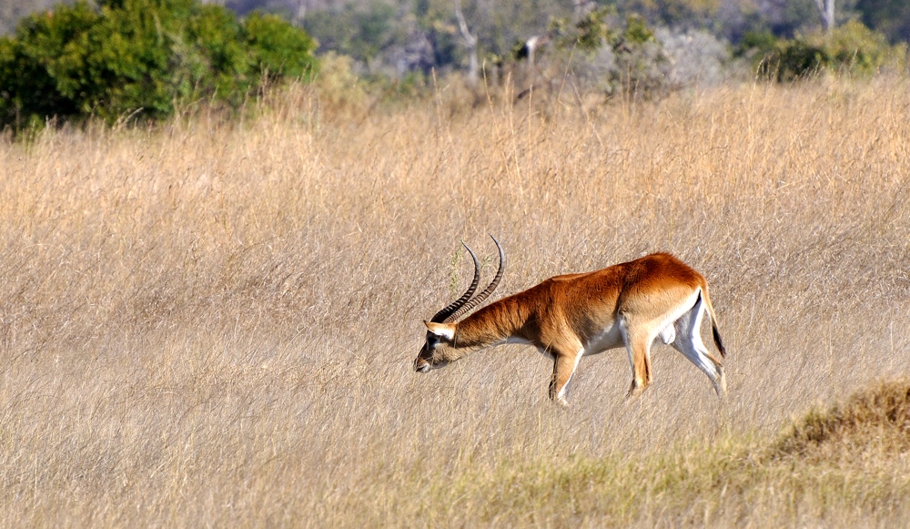 Lechwe